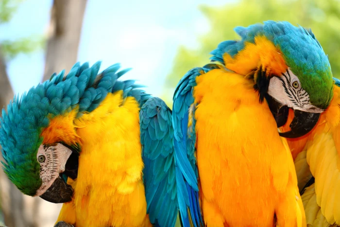 yellow blue green birds Double Vision Parrot Parrots World 2k 4k 5k