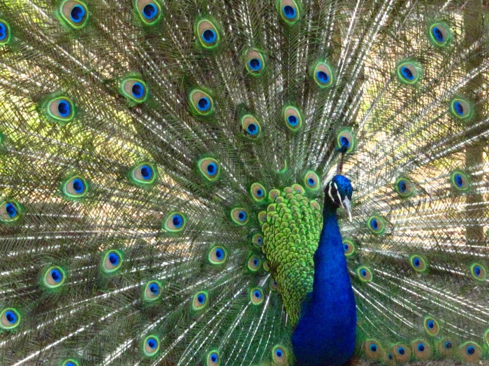 A Peacocks Beautiful Opened Feathers peacocks display birds 2k 4k