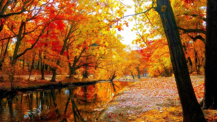 autumn fall landscape nature tree forest leaf lake park 2k 4k