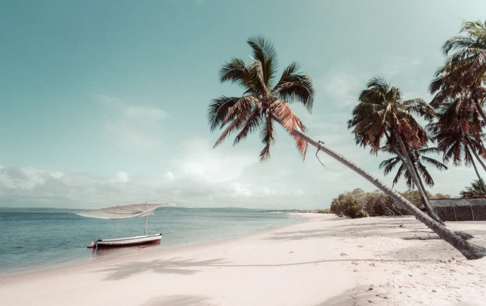 beach beside coconut palm tree summer tropical mozambique 2k 4k 5k