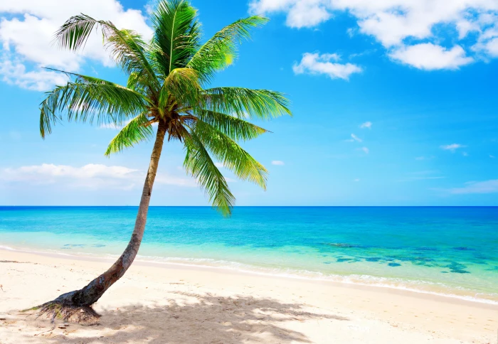 Beach Blue coast emerald ocean palm paradise sea tropical 2k 4k 5k