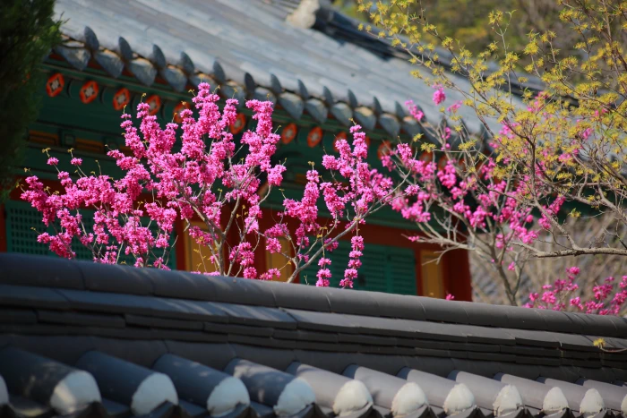 blooming pink flowers giwajip korean traditional spring republic of korea 2k 4k 5k