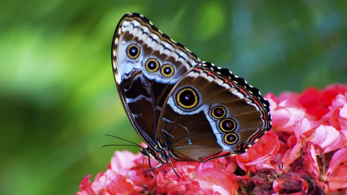 brown and black butterfly on red flower insect Insect 2k 4k 5k