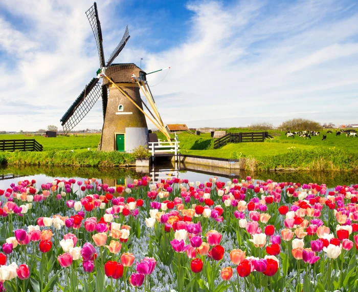 brown windmill surrounded by tulip flower field digital wallpaper 2k 4k 5k