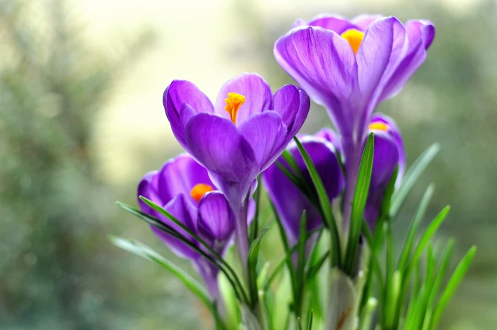 bunch of purple flowers crocus nature plant springtime 2k 4k