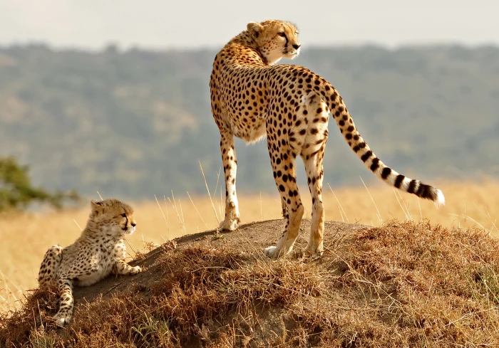 cheetah standing on ground covered with grass cub animals 2k 4k 5k