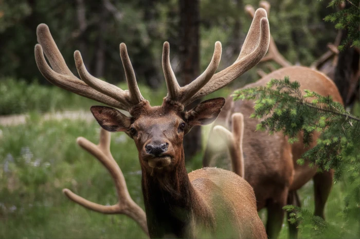 close up photography of two buck elks Herd Animal antler 2k 4k 5k