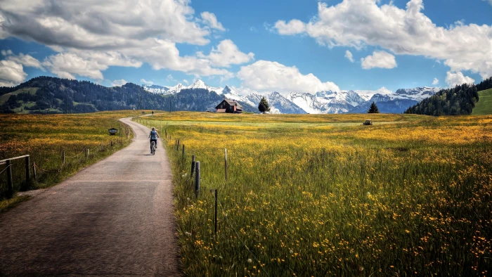 grass bicycle cyclist uhd ultrahd wildflower 2k 4k 5k