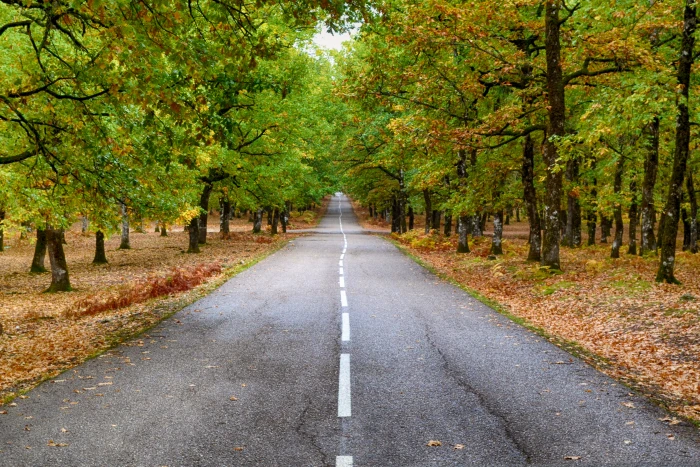 Gray Concrete Pavement in Between Trees asphalt colors country 2k 4k 5k