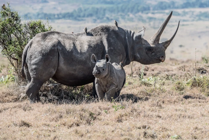 gray rhinoceros parent and offspring on field endangered black rhino 2k 4k 5k