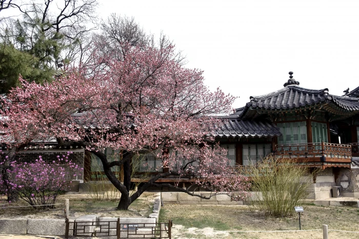 gray wooden house surrounded by trees republic of korea traditional 2k 4k