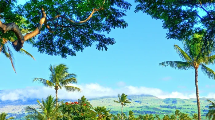 green coconut trees tropical water forest Hawaii 2k 4k 5k