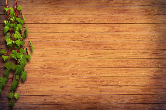 green plant on brown wooden wall ivy leaves climber wood fence 2k 4k