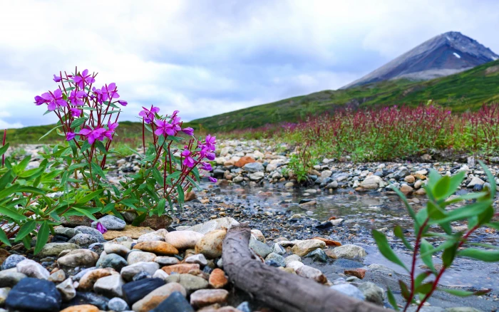 Landscape Beauties Of Nature Stream Gravel Bougainvillea Plants Mountain Ultra Hd Tv Wallpaper For Desktop Laptop Tablet And Mobile Phones 2k 4k 5k