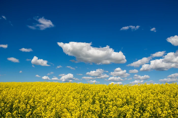 landscape photograph of yellow flower fields Countryside scenery 2k 4k 5k