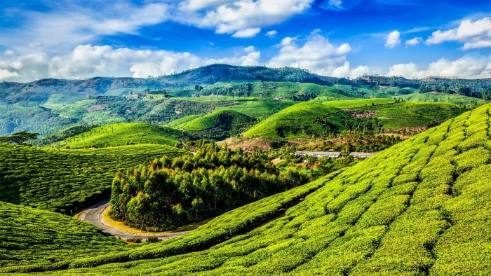 mount scenery kerala slope hill slopes tea scenic crop 2k 4k