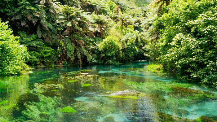 new zealand rotorua blue lake tikitapu fern tree trees 2k 4k 5k
