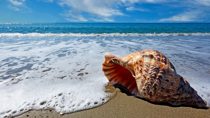 Ocean sea shell sky shore 2k 4k 5k