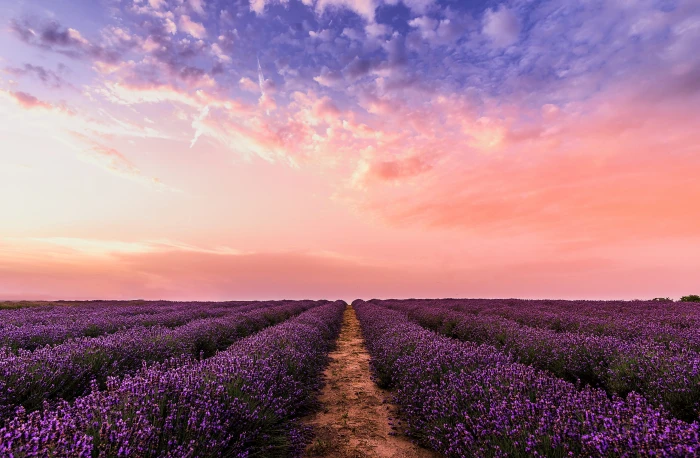 Photo Lavender Flower Field Under Pink Sky environment farm 2k 4k 5k