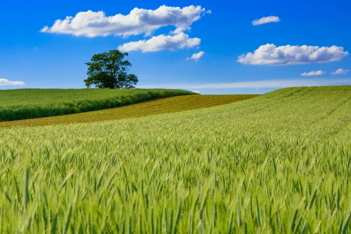photo of vast green grass field DSC landscape landscapes spring 2k 4k 5k