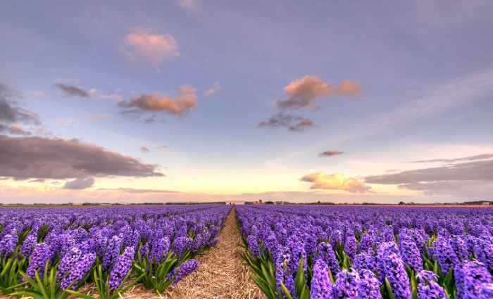 purple irises flower field dutch Endlessly blue sky 2k 4k 5k