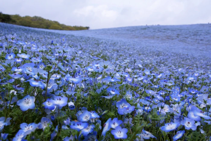 purple and white flowers under cloudy blue sky Shower Nemophila 2k 4k 5k