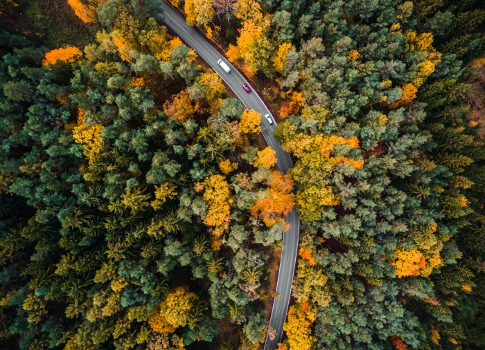 Road in the Woods Aerial autumn bird s eye cars drone photography 2k 4k