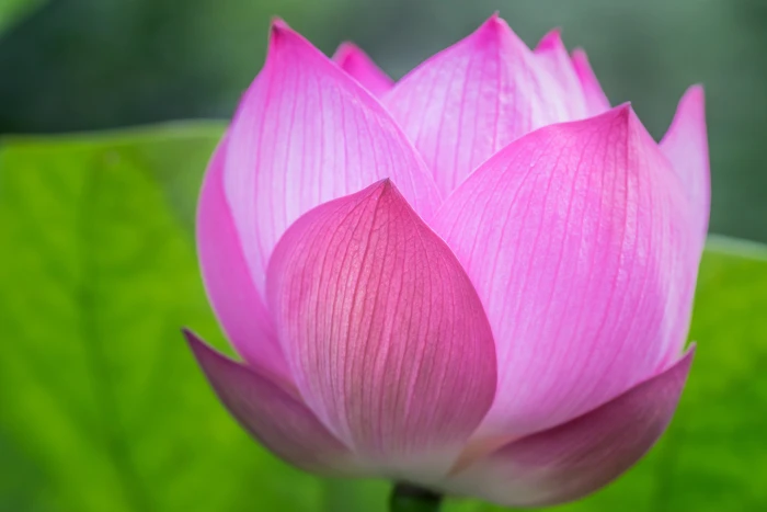 shadow focus photography of pink Lotus lotus flower 2k 4k 5k
