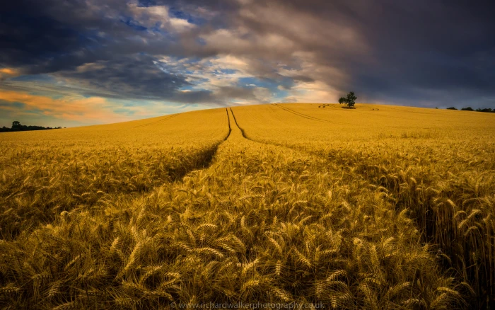 wheat field under cloudy sky Harvest clouds crops landscape photography 2k 4k 5k