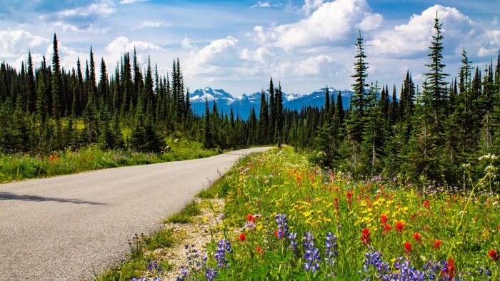 wilderness mount revelstoke national park british columbia 2k 4k