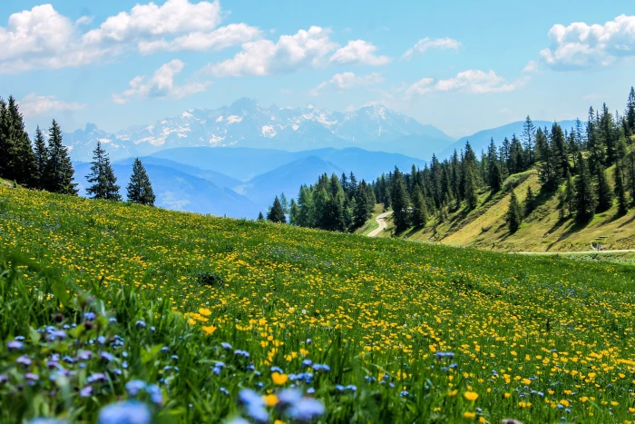 yellow field flowers meadow mountain landscape 2k 4k