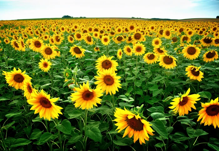 yellow Sunflower flower field at daytime blume gelb gr n 2k 4k