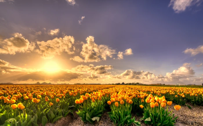 yellow Tulip flowers field at sunset Holland rich pure gold 2k 4k 5k