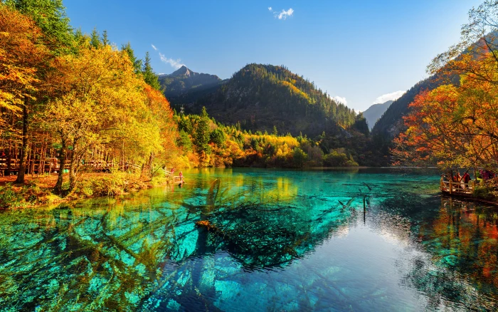 Five Flower Lake Bottom With Old Fallen Trunks China Jiuzhaigou Park Valley Autumn Nature Mountains 2k 4k