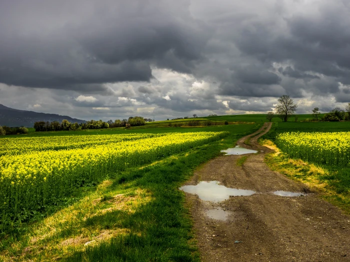 green field under cloudy sky nature rural Scene agriculture 2k 4k 5k