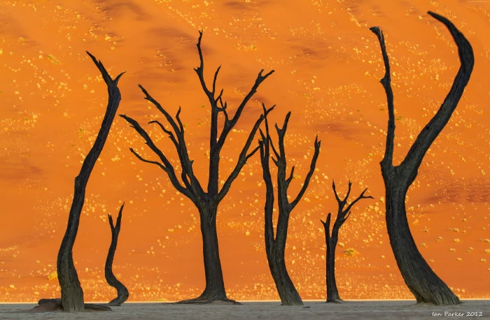 namibia camel thorn tree desert 2k 4k 5k
