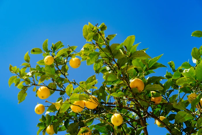 orange fruits under blue sky low angle photography of round yellow 2k 4k 5k