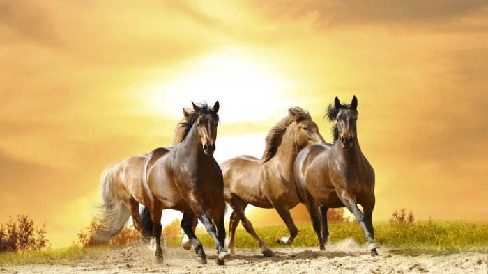 three brown horses illustration cute animals 2k 4k 5k 8k