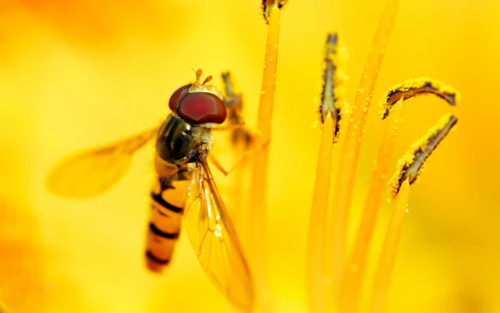 Syrphid Feast
