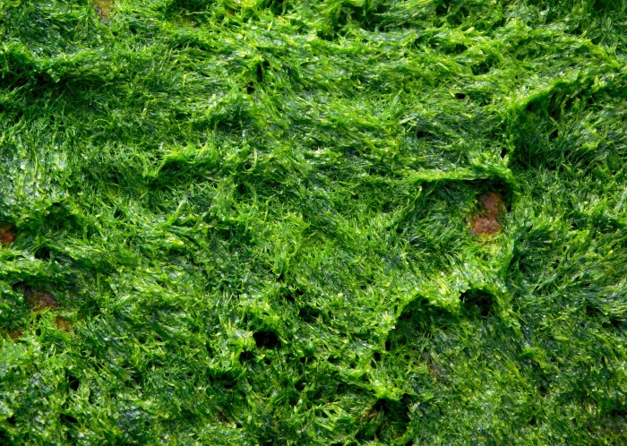 alga algae seaweed plant texture ocean green marine 2k 4k 5k