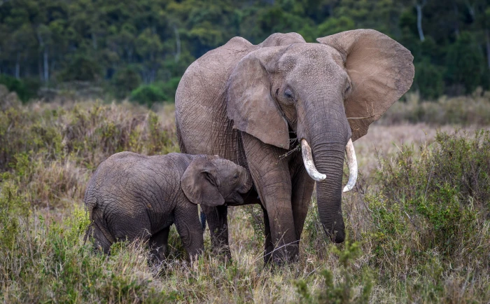 Baby and Mother Elephant Africa Travel View Protect Nature 2k 4k 5k