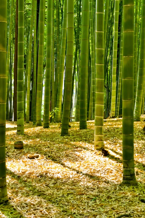 green bamboo trees Japan Forest forest natural landscape 2k 4k