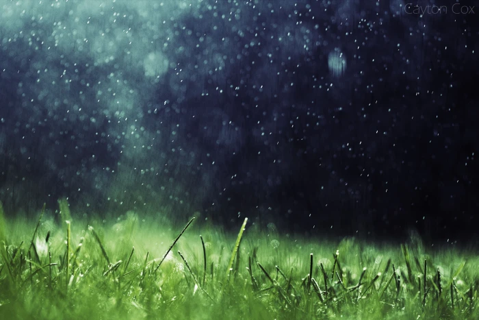 green grass artwork nature rain plant beauty in land 2k 4k 5k