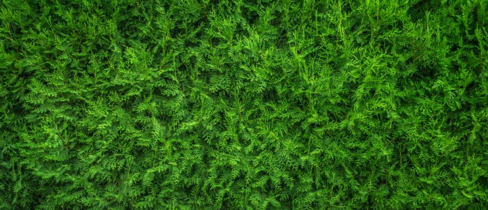 green leaf plant plants nature wood background texture pattern 2k 4k 5k