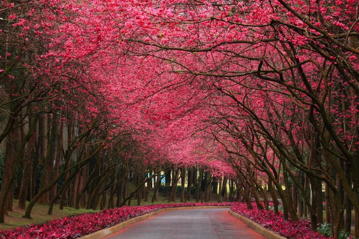 Pink Flowering Trees pink trees Nature Flowers road plant 2k 4k