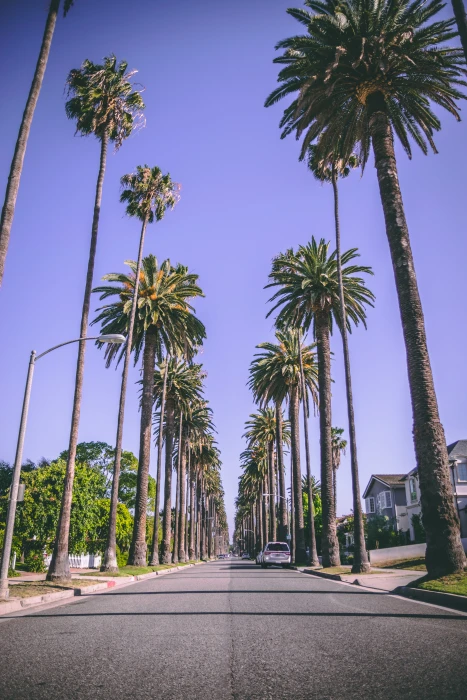 rodeo drive united states beverly hills dope cool palm trees 2k 4k