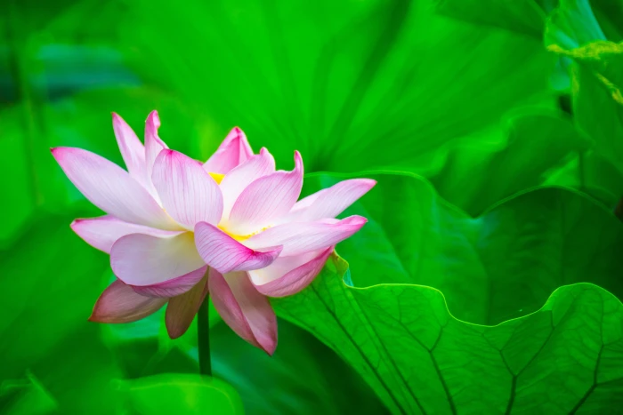 selective focus photo of pink Lotus flower lotus full bloom 2k 4k 5k