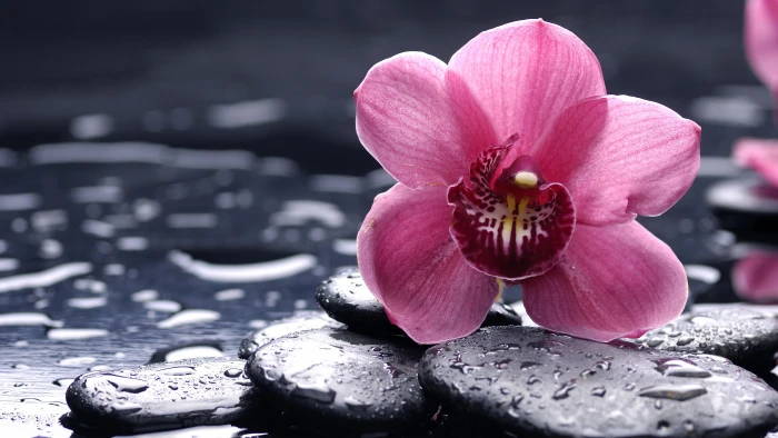 selective focus pink orchid flower on black stone photography 2k 4k 5k 8k