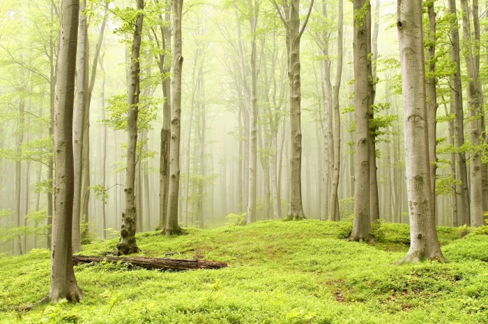 forest trees light green nature mist bright 2k 4k 5k