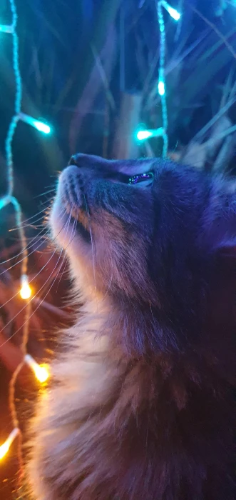cat with the Christmas lights 2k